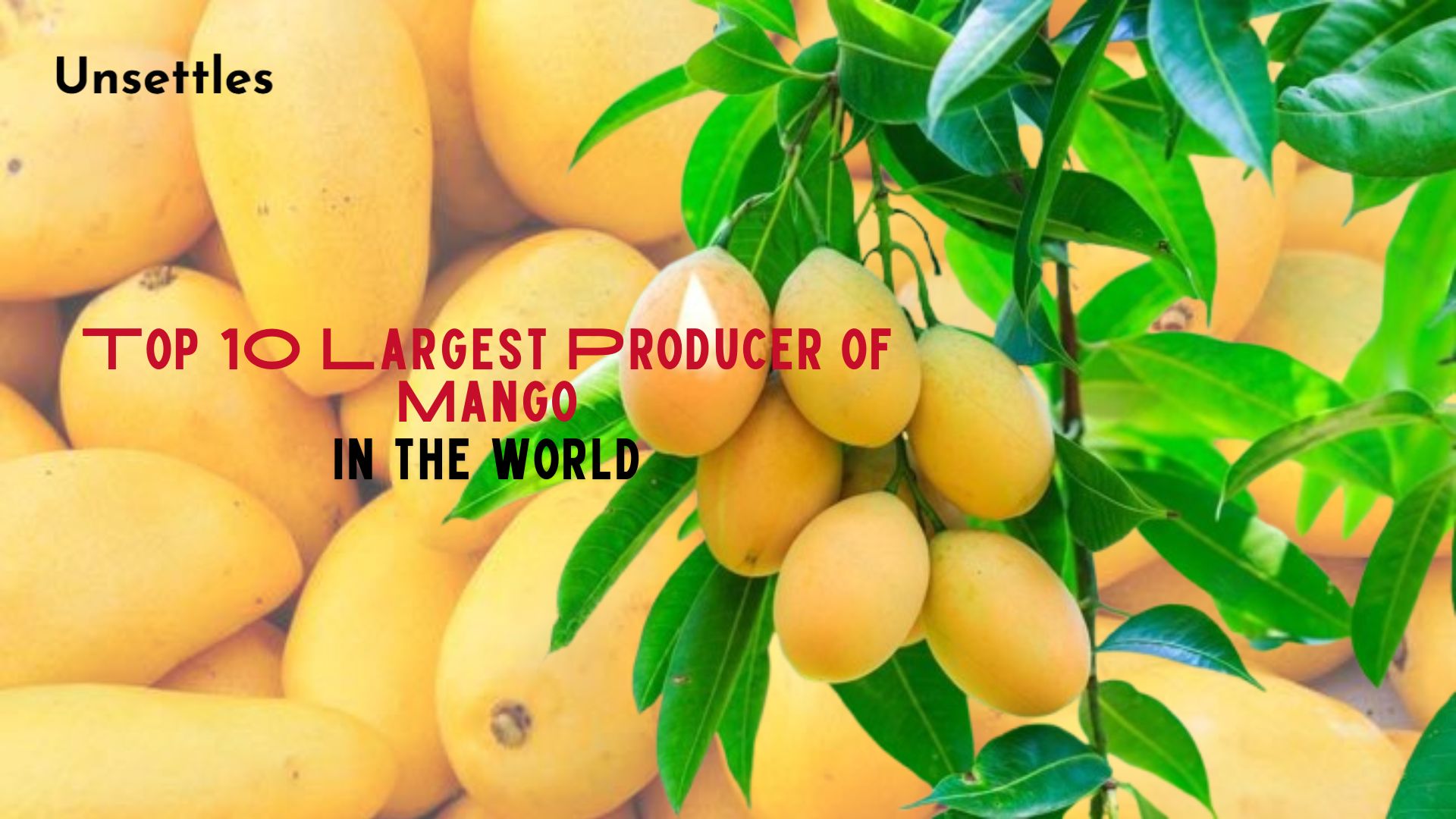 Top 10 Largest Producer of Mango in the World