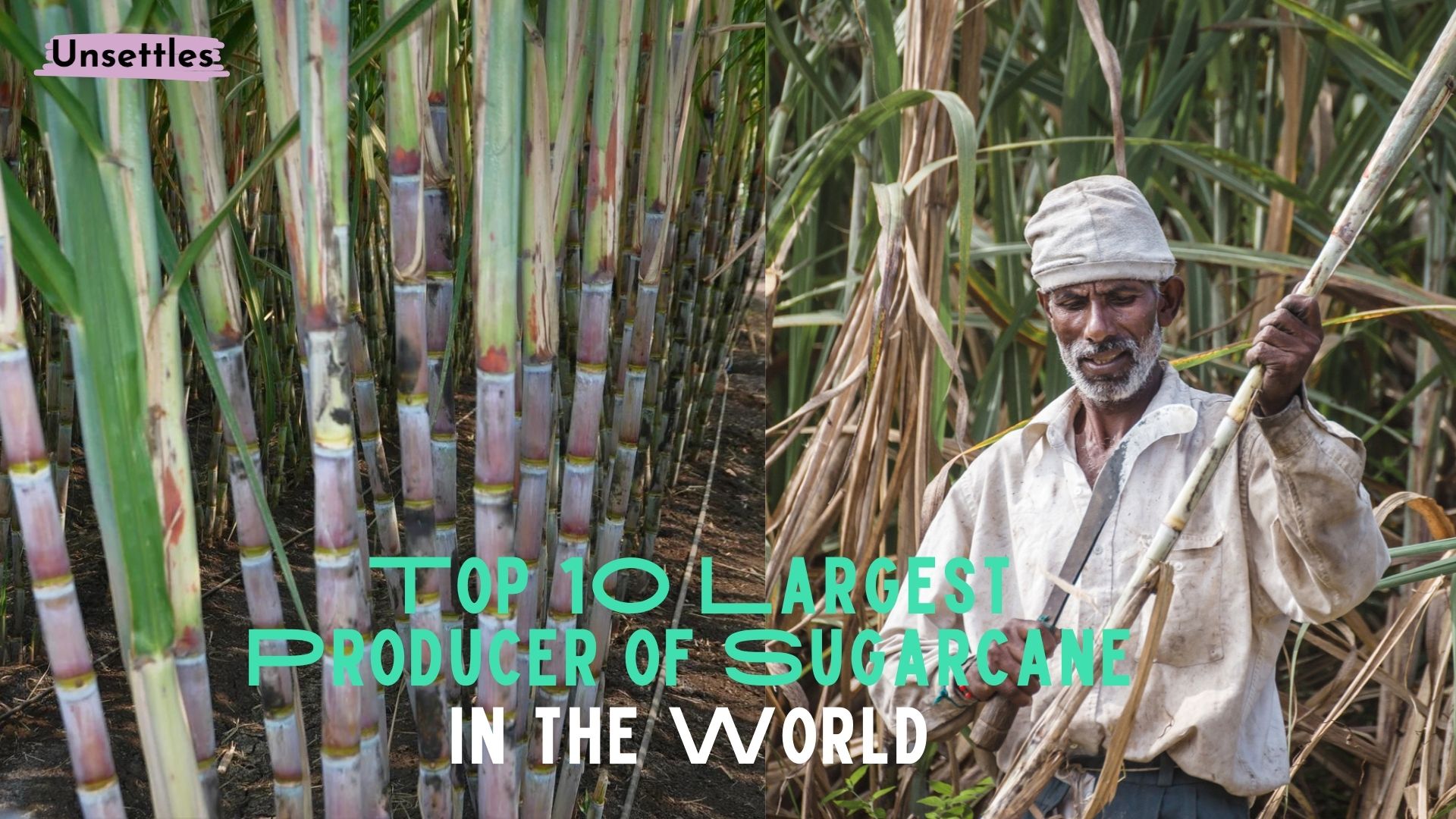 Top 10 Largest Producer of Sugarcane in the World