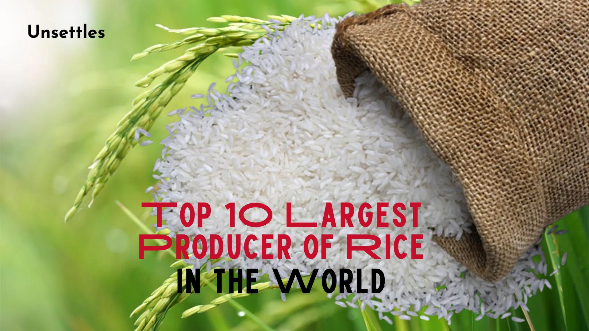 Top 10 Largest Producer of Rice in the World