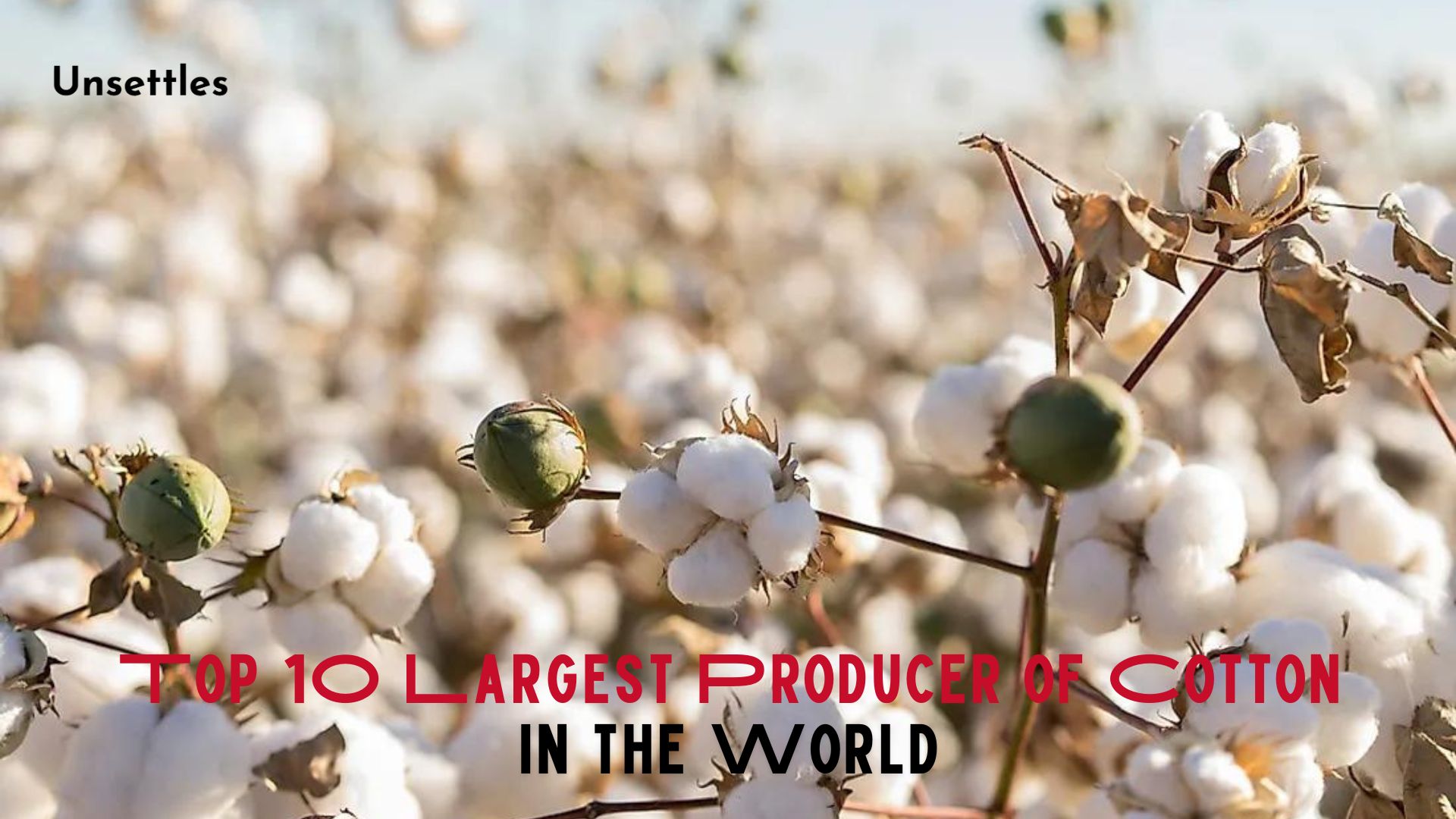 Top 10 Largest Producer of Cotton in the World