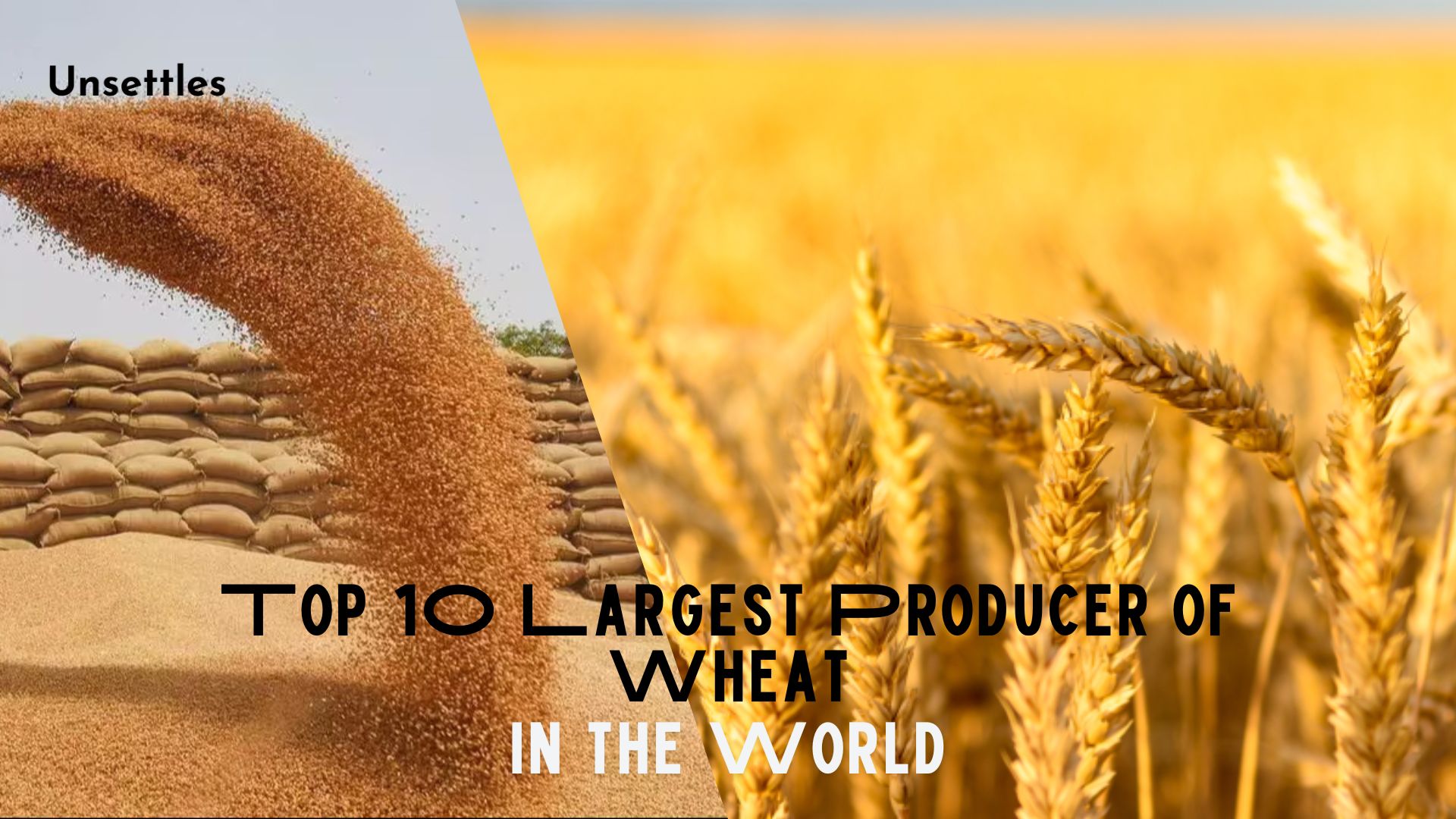 Top 10 Largest Producer of Wheat in the World