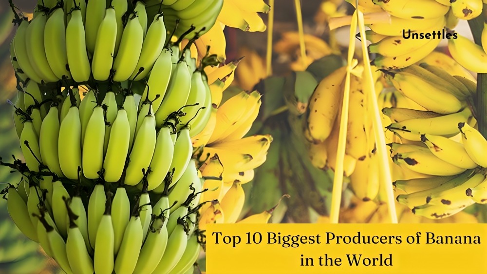 Top 10 Biggest Producers of Banana in the World